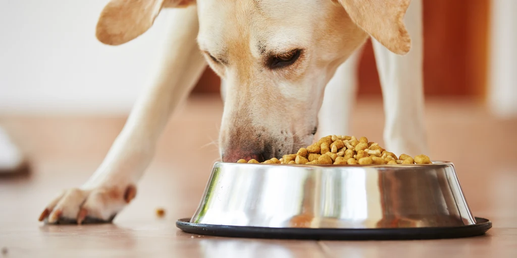 grain-free-dog-food