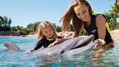 dolphin interactive program 