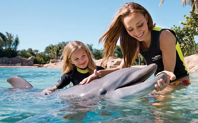 dolphin interactive program 