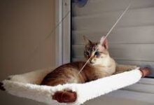 Hanging Cat Bed