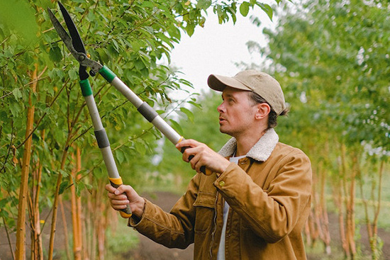 The Essential Benefits of Regular Tree Trimming for Healthy Urban Greenery